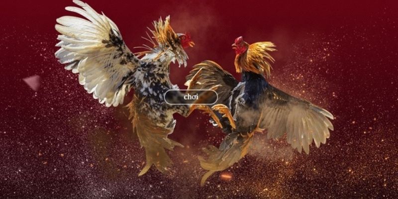 Hướng dẫn luật đá gà cựa sắt - Phổ biến nhất trong giới đá gà 6 luat da ga cua sat 3
